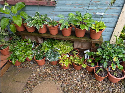 Hostas Picture
